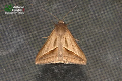 Mocis frugalis