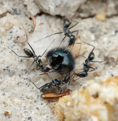 Iridomyrmex bicknelli