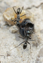 Iridomyrmex bicknelli