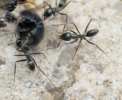 Iridomyrmex bicknelli