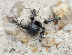 Iridomyrmex bicknelli