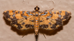 Eurrhyparodes tricoloralis