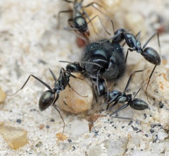 Iridomyrmex bicknelli