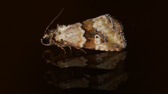 Maliattha amorpha