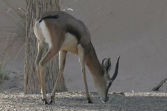 Gazella arabica