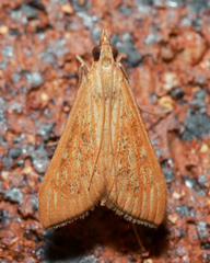 Antigastra catalaunalis