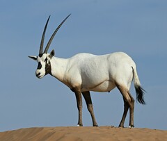 Oryx leucoryx