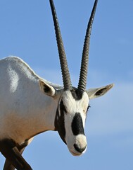Oryx leucoryx