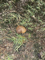 Zachrysia provisoria