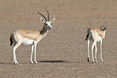 Gazella marica