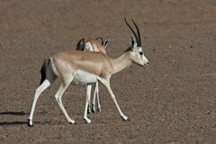 Gazella marica