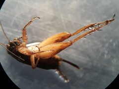 Pteronemobius arima