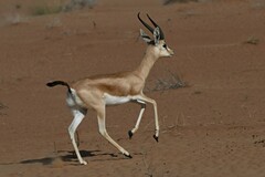 Gazella dorcas