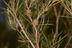 Melaleuca uncinata