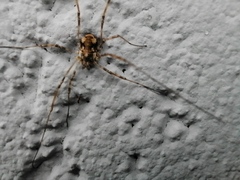 Dasylobus graniferus