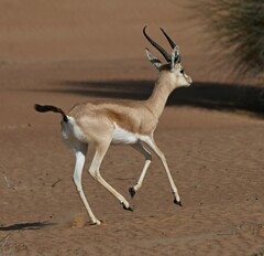 Gazella dorcas