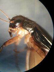Pteronemobius arima
