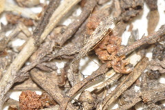 Empicoris mediterraneus