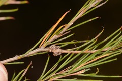 Melaleuca uncinata