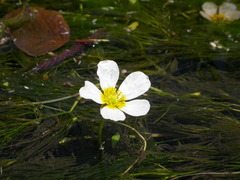 Ranunculus fluitans