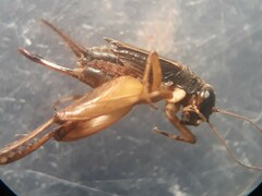 Pteronemobius arima