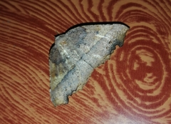 Syncirsodes primata