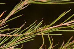 Melaleuca uncinata