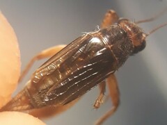 Pteronemobius arima