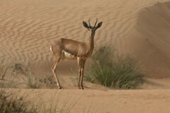 Gazella arabica