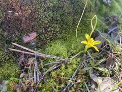 Gagea bohemica