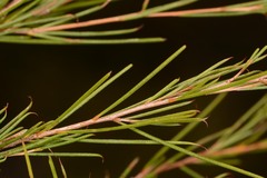 Melaleuca uncinata