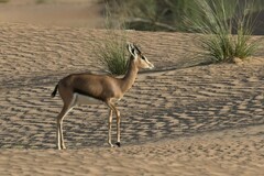 Gazella arabica