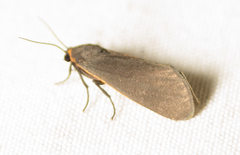 Virbia laeta