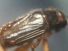 Pteronemobius arima