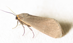 Virbia laeta