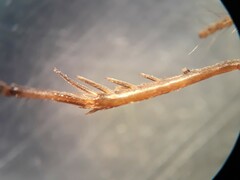 Pteronemobius arima