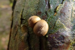 Lycogala epidendrum terrestre