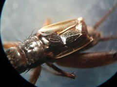 Pteronemobius arima
