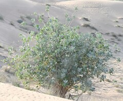 Asclepiadinae