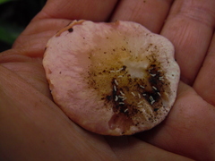 Phillipsia chinensis