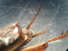 Pteronemobius arima