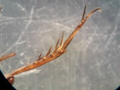 Pteronemobius arima