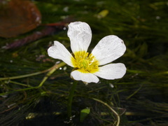 Ranunculus fluitans