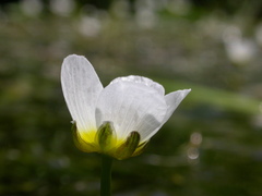 Ranunculus fluitans