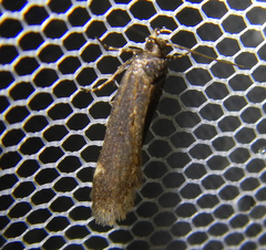 Gelechiini