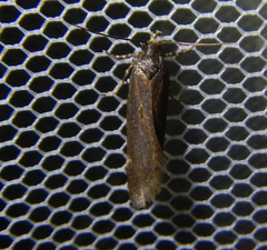 Gelechiini