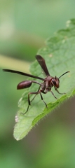 Mischocyttarus