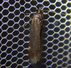 Gelechiini
