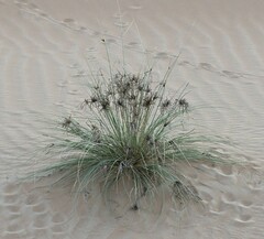 Cyperus conglomeratus