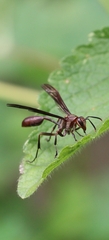 Mischocyttarus